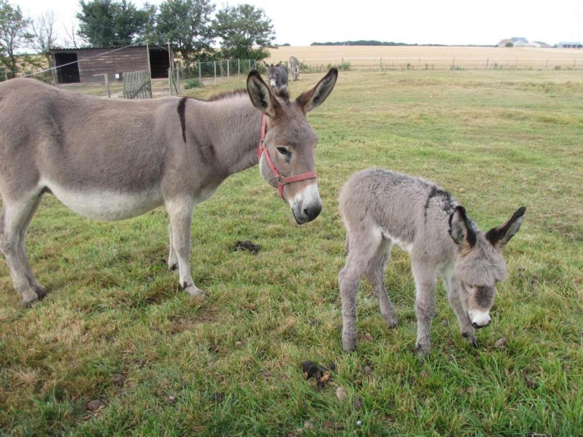 Rural Avec Jardin, Proche Amboise Et Blois, Ideal Pour Familles, Randonneurs Et Amoureux De Nature - Fr-1-381-145 *